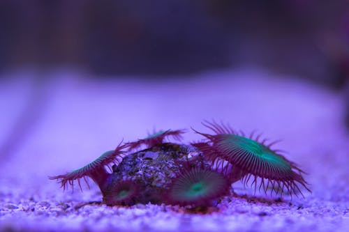 Closeup of background of marine specie of purple and light green color on underwater surface of ocean