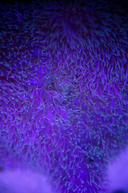 Бесплатное стоковое фото с абстрактный, аквамарин, анемона