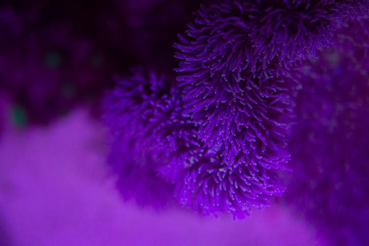 Bright Purple Anemone On Sea Bottom