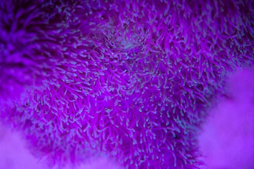 Closeup of colorful purple marine plant growing on wild seabed in ultraviolet lights