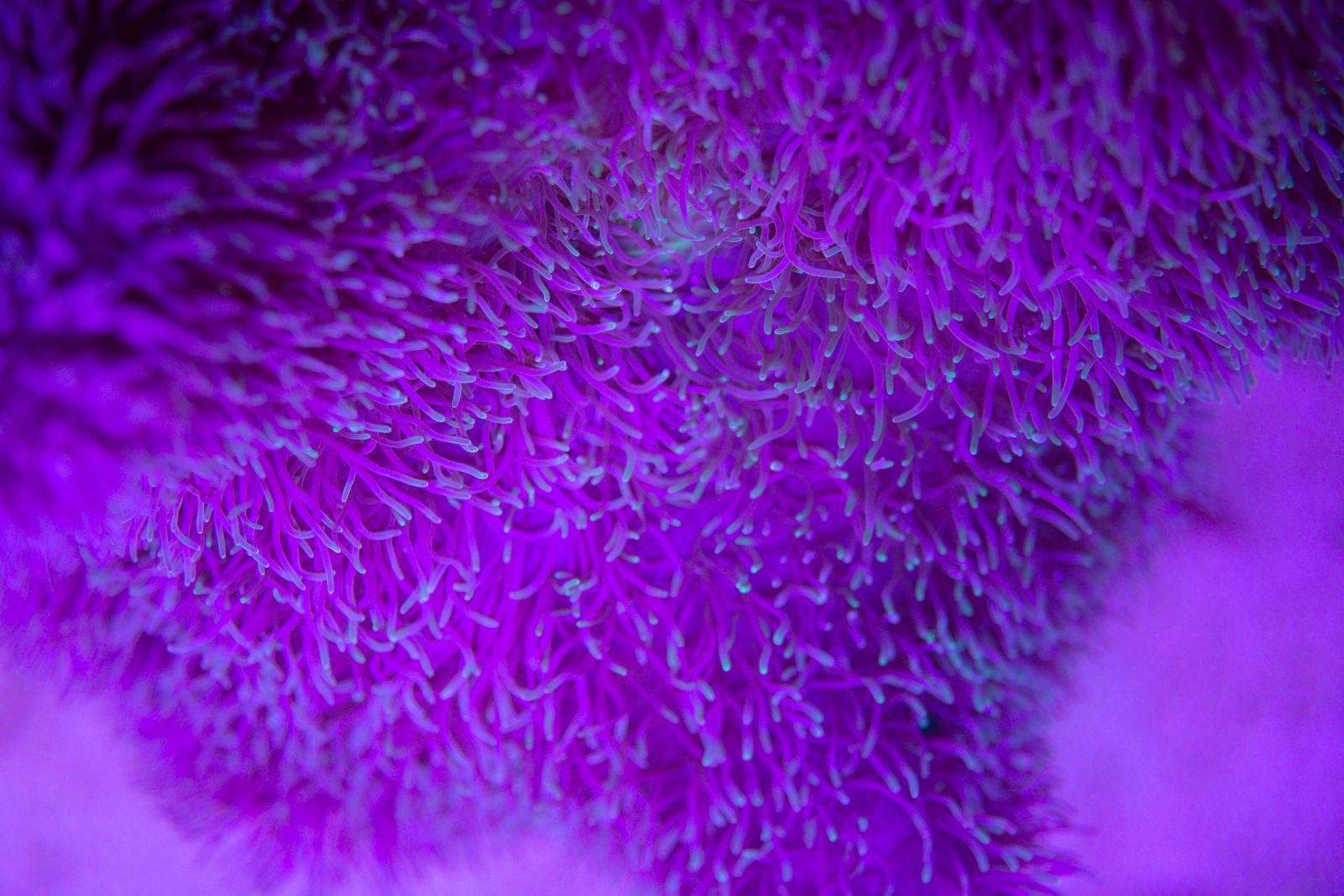 Close-up of a purple marine plant growing on the seabed under ultraviolet light — photo by Ivan Babydov on Pexels