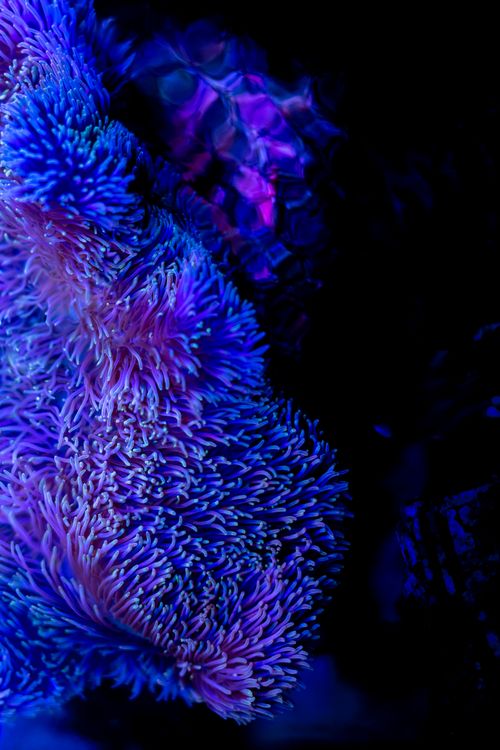 Free Colorful tiny blue corals swaying in clear transparent seawater on dark background Stock Photo