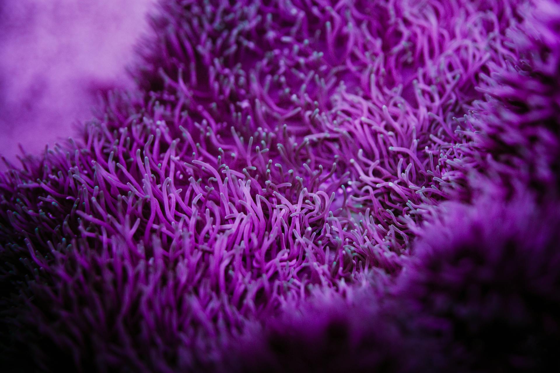 Delicate violet sea anemone attached to hard surface by base in deep translucent water