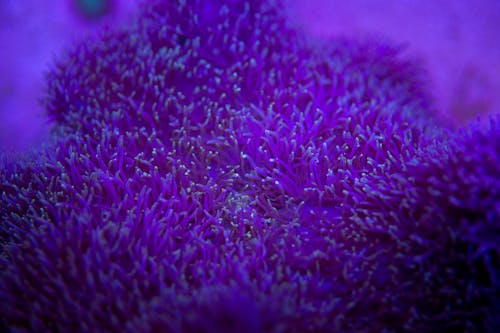 Free Macro of vivid purple sea anemone Stock Photo