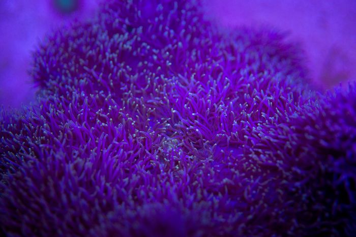 Close-up of tropical purple corals growing in clear deep water — photo by Ivan Babydov on Pexels