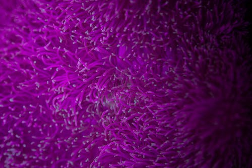Бесплатное стоковое фото с абстрактный, аквамарин, Биология