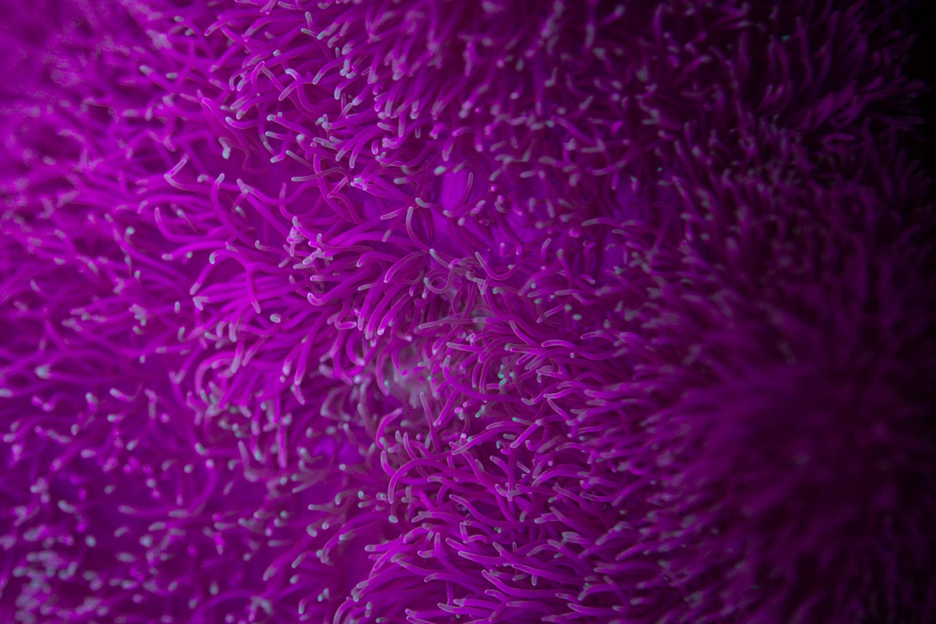 Closeup shot of bright colorful sea anemone in clear water in sea depth in ultraviolet light