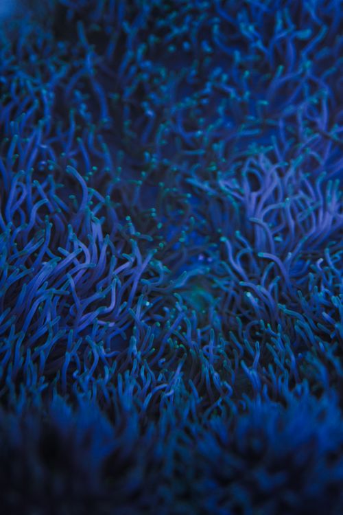 Free Exotic marine specie growing at depth of sea in clear water in blue light Stock Photo