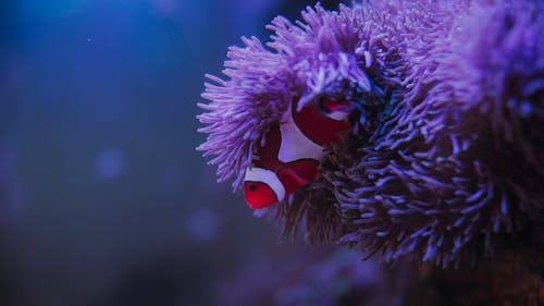 Closeup of colorful red tropical marine specie with white stripes living in deep ocean among corals