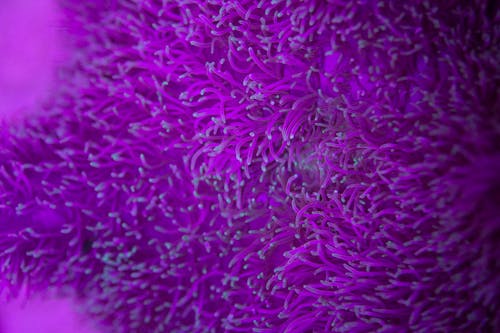 Sea anemone in ocean depth