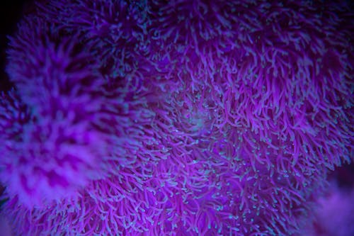 Macro view of chaotic motion of colorful sea anemone growing on bottom in violet light