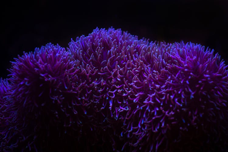 Closeup Of Purple Anemone On Depth