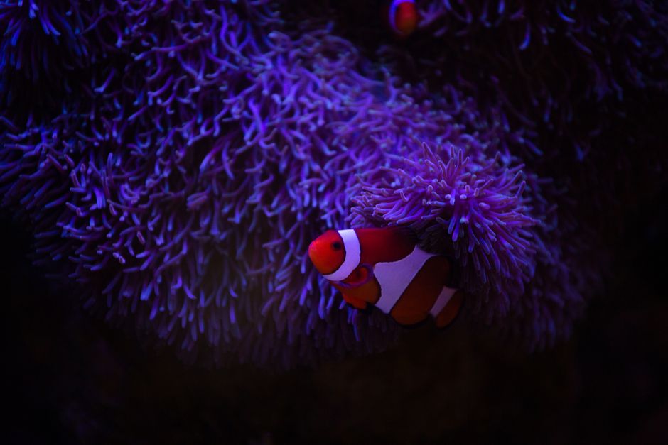 Closeup of two bright exotic clown fishes swimming underwater among blue corals in clear water