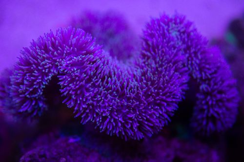 Free Closeup of bright exotic marine coral formations growing underwater in transparent blue seawater Stock Photo