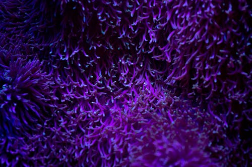 Free Exotic blue sea anemone reef Stock Photo