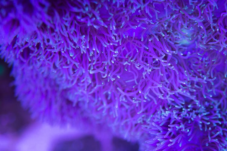 Vivid Purple Textured Sea Anemone Background