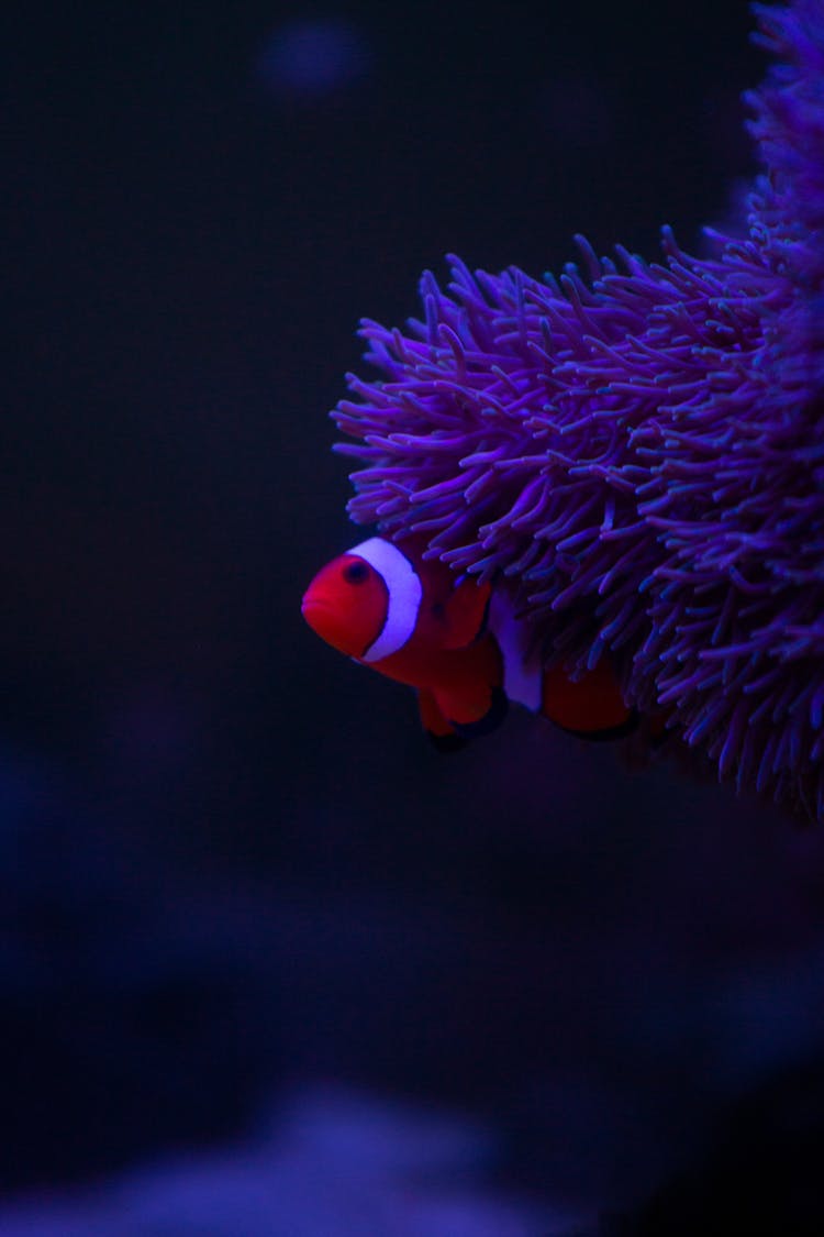 Small Clown Fish In Violet Anemone