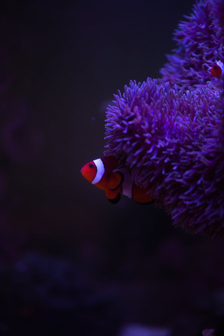 Small Clown Fish Behind Lilac Anemone Underwater