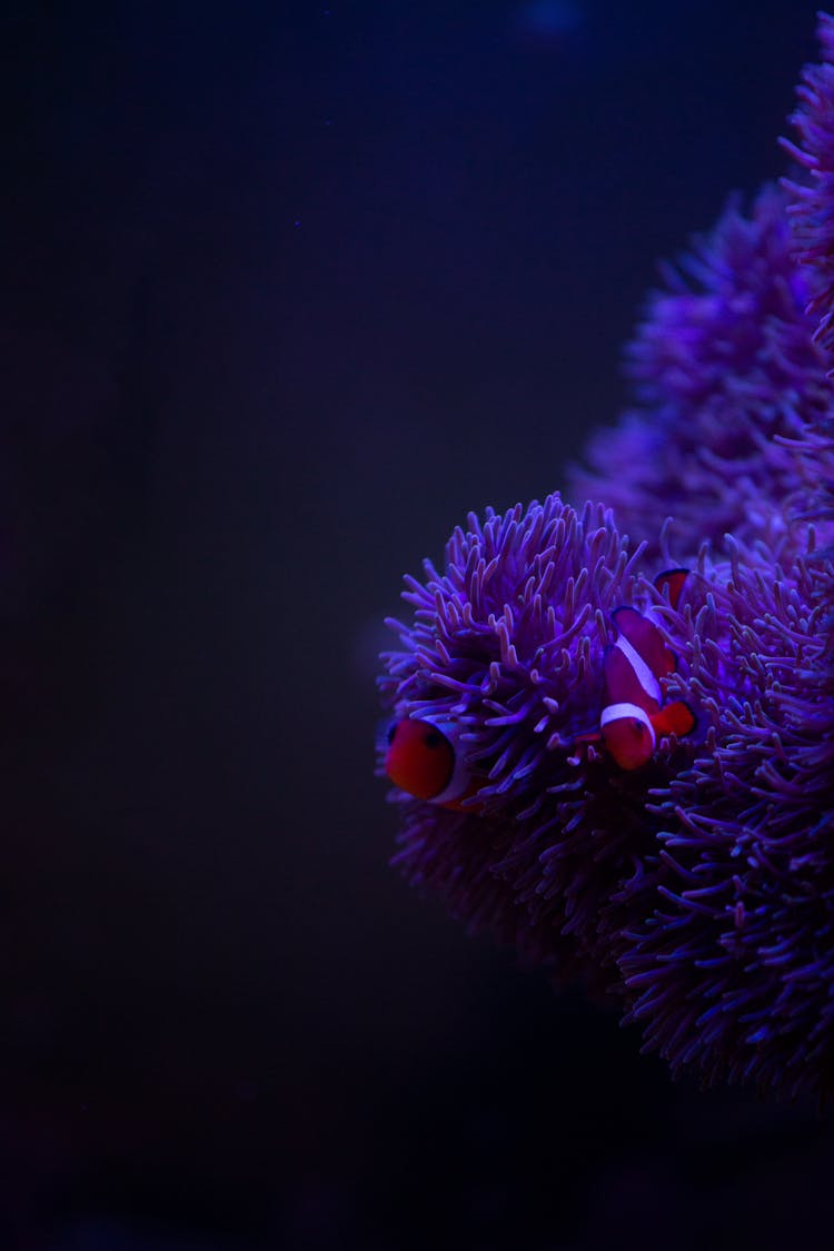 Lilac Coral Reef On Bottom Of Sea