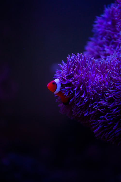 Dark violet anemone and striped fish underwater