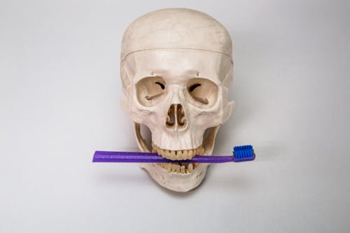 Human skull holding toothbrush between teeth