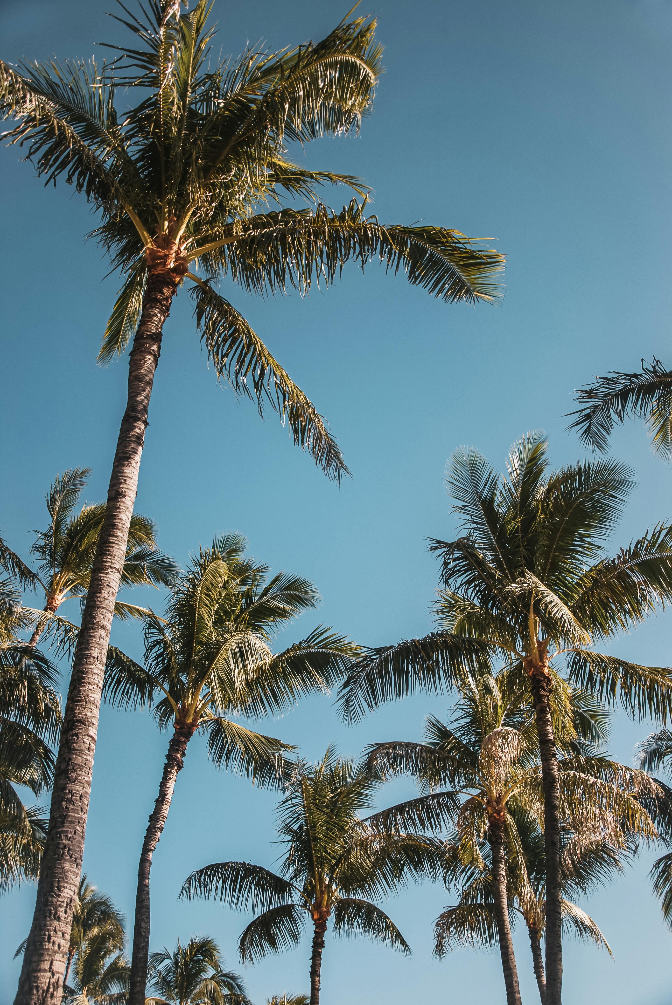 Low-angle view of palm trees under a clear blue sky in Hawaii, capturing a serene tropical atmosphere.