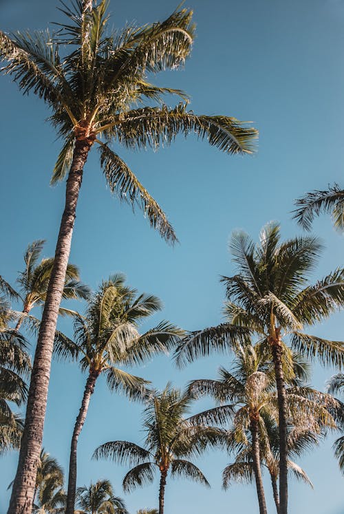 Palm Trees Under the Blue Sky 