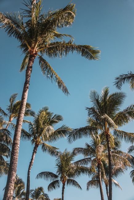 Low-angle view of palm trees under a clear blue sky in Hawaii, capturing a serene tropical atmosphere.