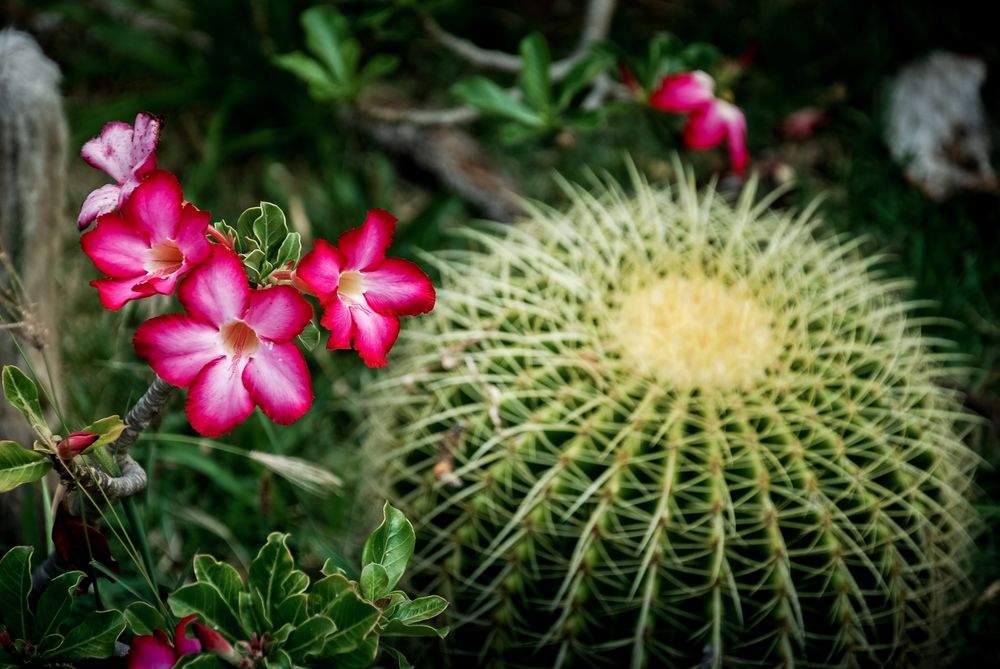 Rosa de jardim
