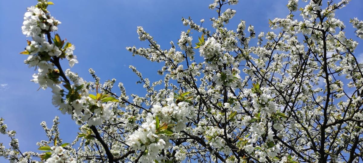 Trader analyzing multiple crypto charts and social metrics on multiple monitors