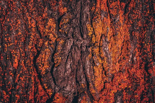 Foto profissional grátis de áspero, casca de árvore, conhecimento