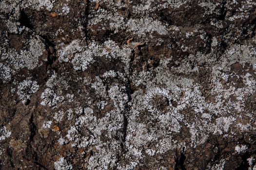 Detailed view of frosted lichen on rough ground surface, emphasizing natural texture and patterns.