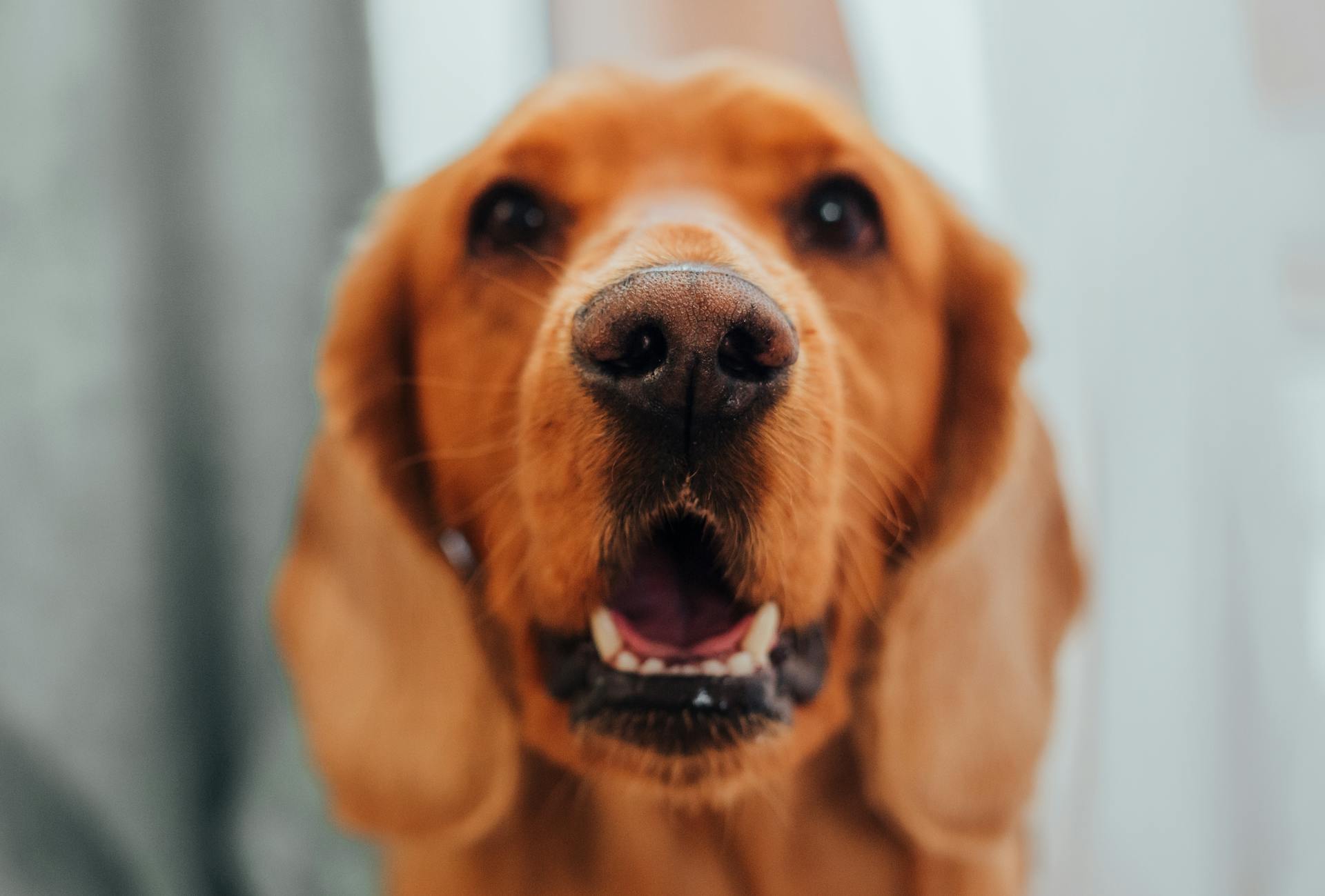 Muzzle of purebred brown dog