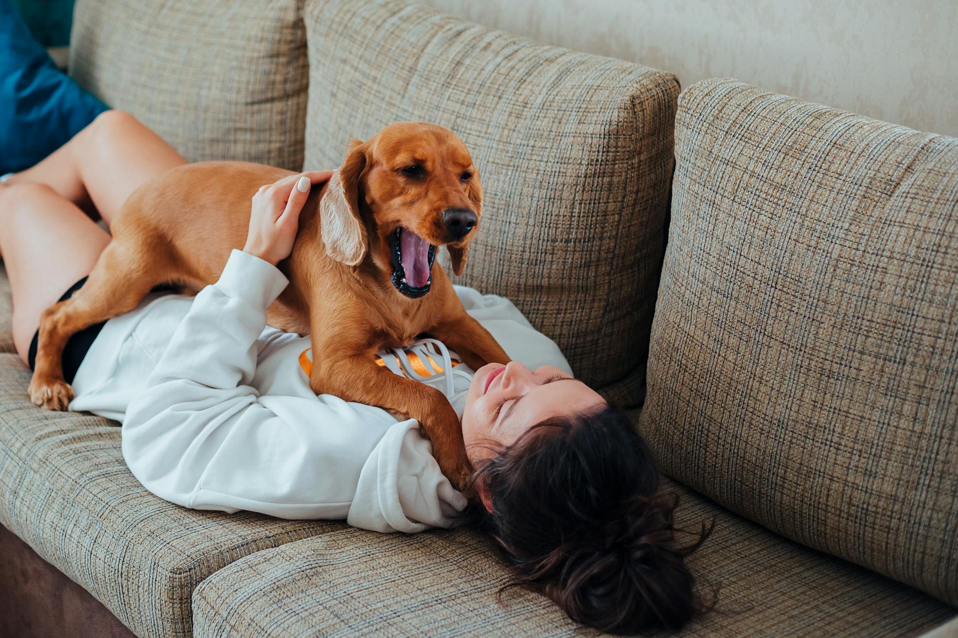 Happy female owner with black hair and in hoodie relaxing on comfortable couch with Labrador lying on chest while dog yawning in living room