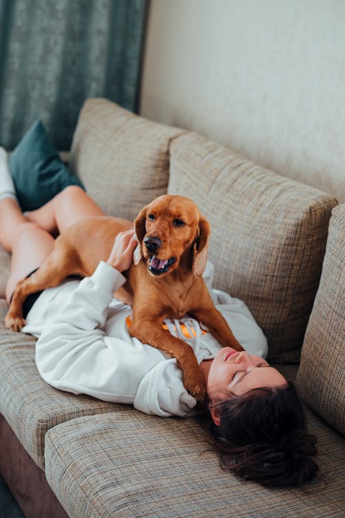 Free Young female owner in hoodie lying on couch with adorable brown Labrador lying on chest in living room Stock Photo