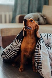 Dog wrapped in a patterned quilt, photo by Ivan Babydov on Pexels
