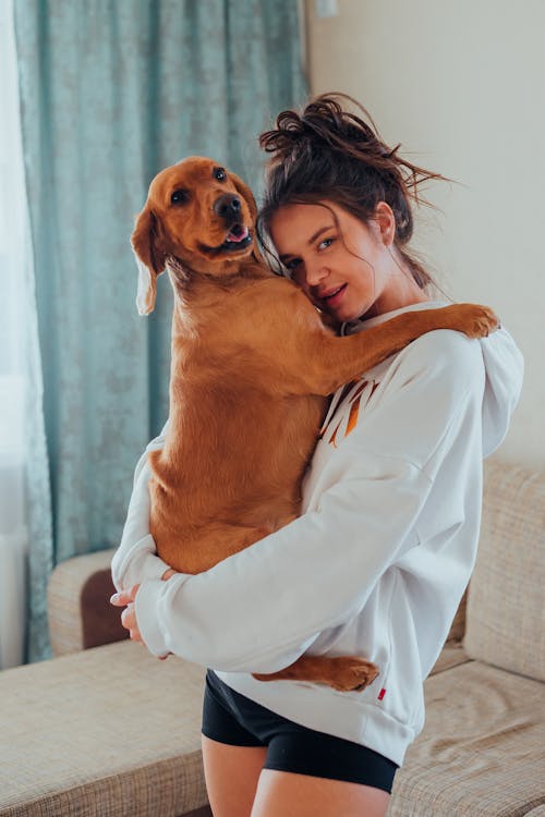 Free Calm young female owner with brown hair and in hoodie holding cute brown Labrador on hands while standing and looking at camera in living room Stock Photo