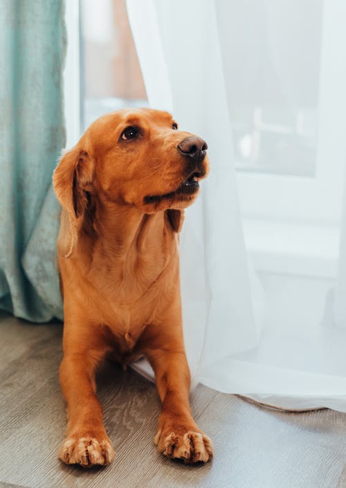 Calm dog lying on floor near window