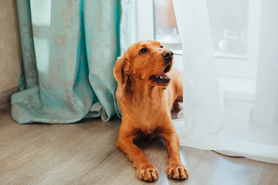 bark control devices