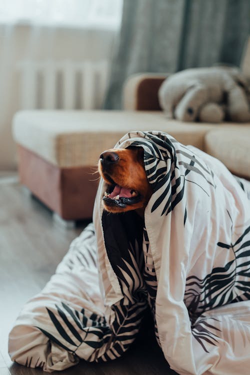 Free Cute dog sitting under blanket Stock Photo