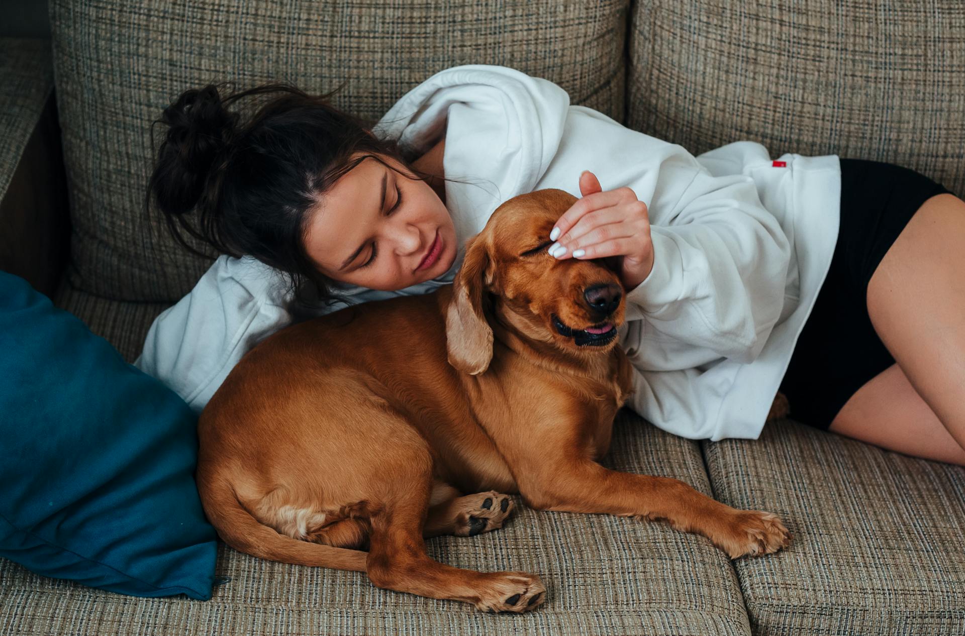 From above of female owner i hoodie resting on couch and petting adorable brown Labrador lying nearby in living room