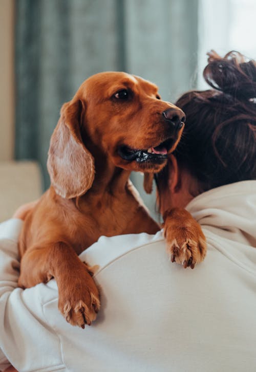 Unrecognizable female owner with dark hair and in hoodie cuddling cute purebred brown Labrador Retriever while dog looking away in light living room
