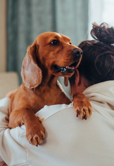 Köpeğim Göz Teması Kurmuyor: Neden Bakışını Kaçırıyor?