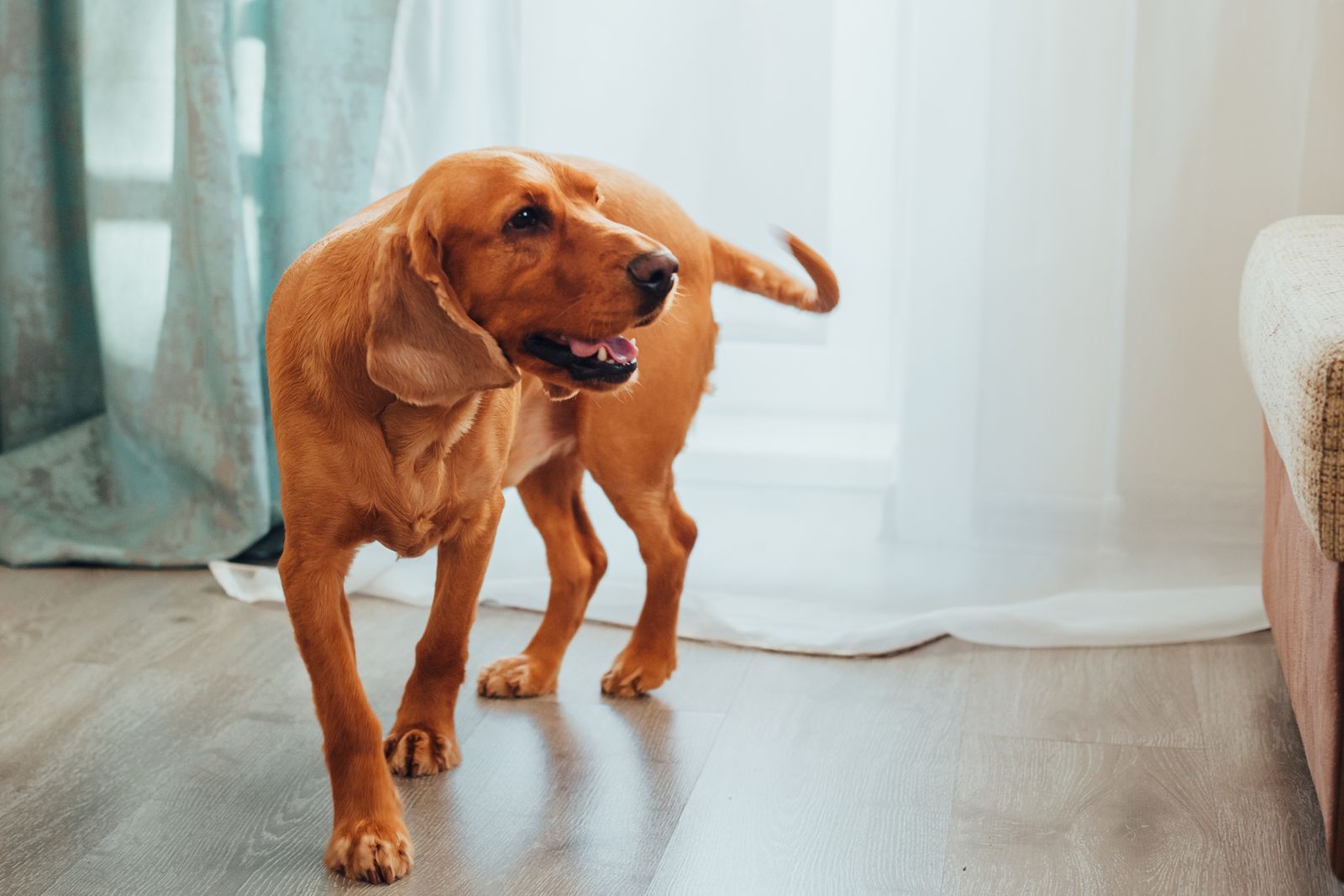 A natural photograph of a brown Labrador Retriever standing indoors with its full body visible