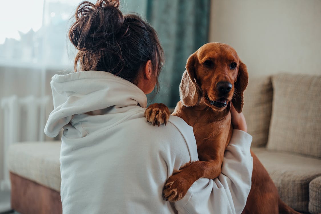 Unrecognizable woman hugging obedient dog at home · Free Stock Photo