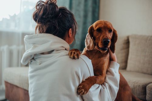 Free Anonymous young female owner with dark hair and in white hoodie cuddling cute purebred brown Labrador while sitting together near sofa at home Stock Photo