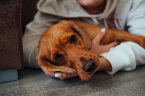 Free A Pet Dog Getting Embraced by its Owner Stock Photo