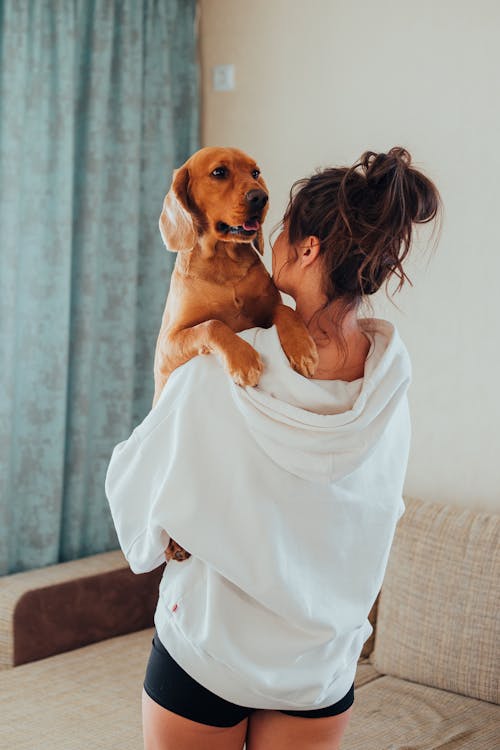 Back view of unrecognizable woman with dark hair and in hoodie standing in living room and holding and cuddling adorable loyal purebred Labrador at home
