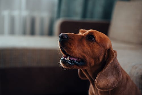 Free Side view of muzzle of cute purebred brown Labrador Retriever with opened mouth and big ears sitting near sofa and looking away attentively Stock Photo