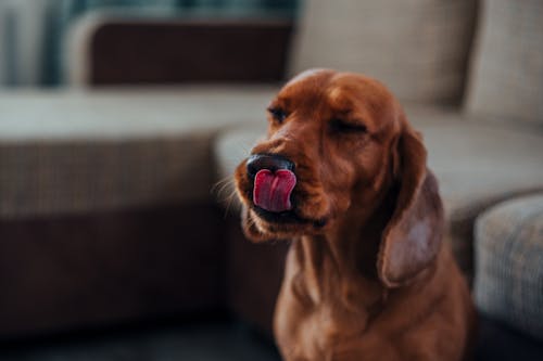 Muzzle of adorable funny purebred brown Labrador sitting near couch with closed eyes and licking nose while resting at home